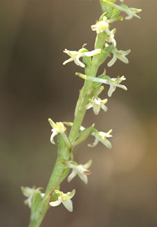 2009-06-22_50 Rein Orchis Detail TN.jpg - 24074 Bytes